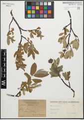 Foto von Salix glauca L.